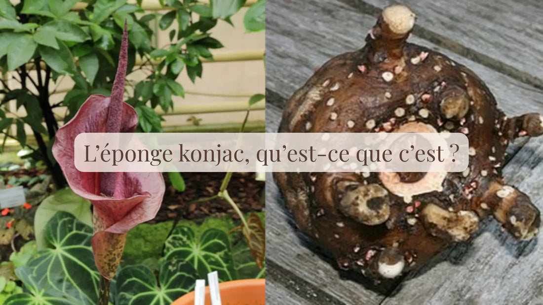 L’éponge konjac, qu’est-ce que c’est ? | Blog Rituels et inspirations slow life | Le sens des choses – Artisanat français éthique et bien-être