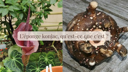 L’éponge konjac, qu’est-ce que c’est ? | Blog Rituels et inspirations slow life | Le sens des choses – Artisanat français éthique et bien-être