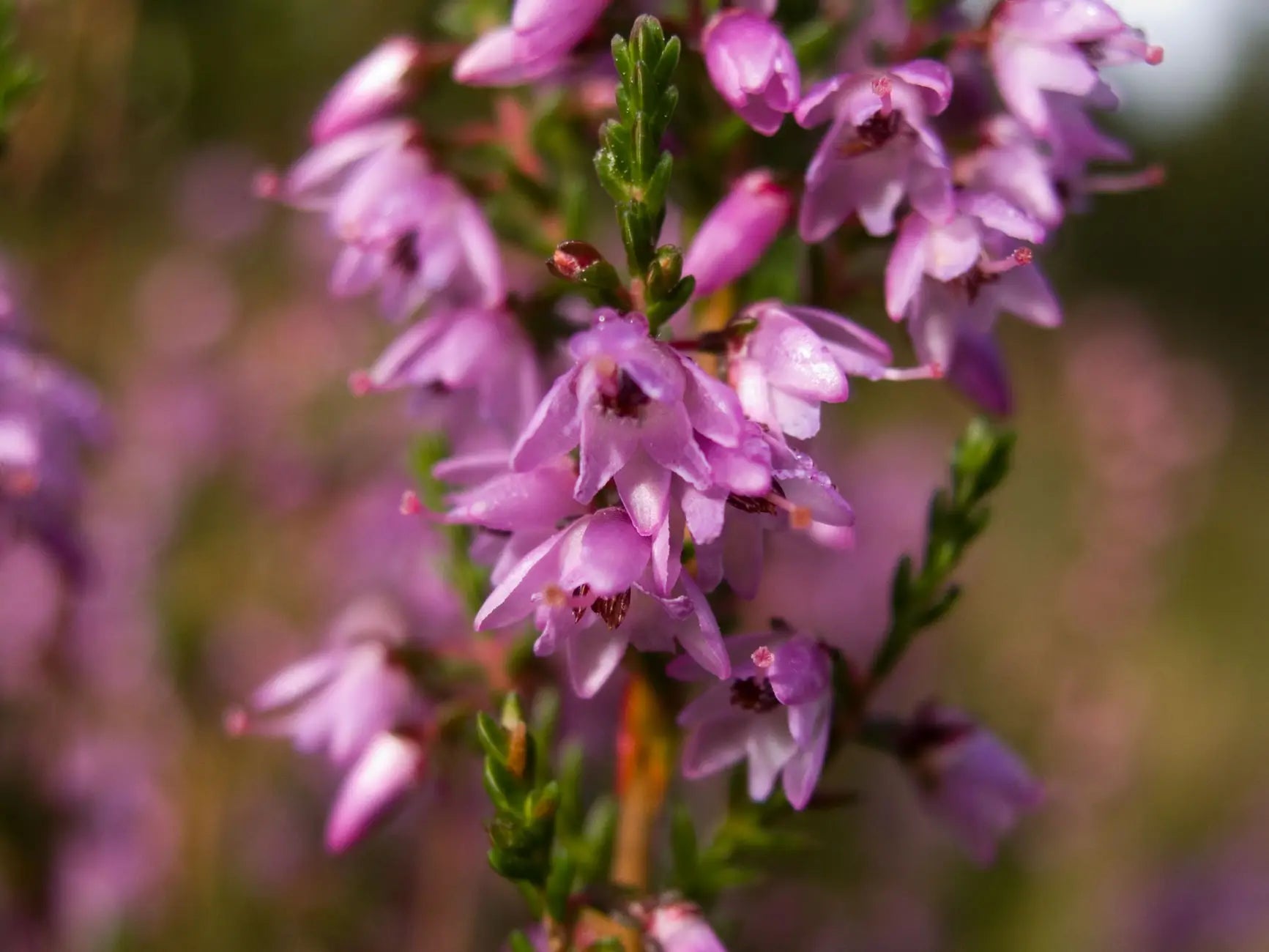 Calluna_vulgaris_fleurs_de_bruyere | Le sens des choses – Créations artisanales fabriquées en Charente-Maritime